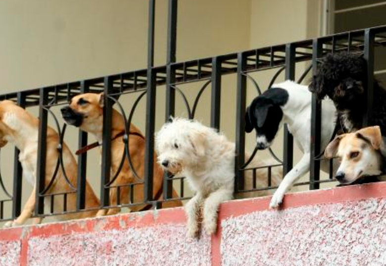 ¿Cómo saben los perros qué hora es?