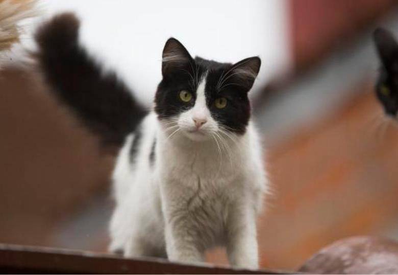 ¿Los gatos se pueden quedar sin “voz”?