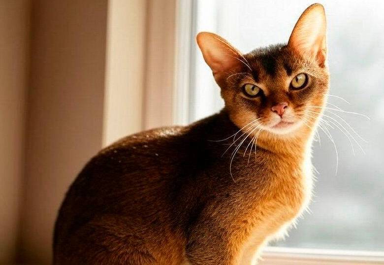 Estas son las cinco razas de gatos que más necesitan atención. ¿Está el tuyo?