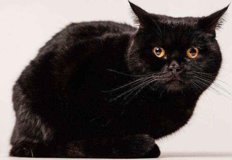 ¿Qué significa soñar con gatos? 