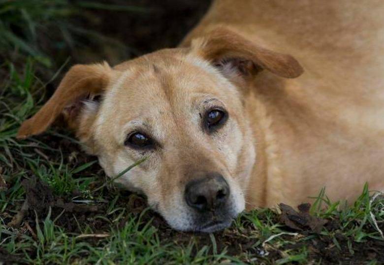 En jornada de adopción, más de 50 animales encontraron casa en Medellín