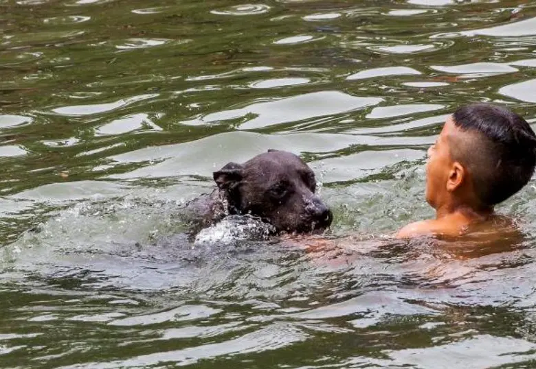 No todos los perros saben nadar de forma instintiva