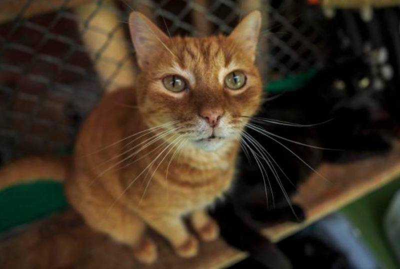 Esta es la razón por la que a los gatos les gusta que les acaricien la raíz de la cola