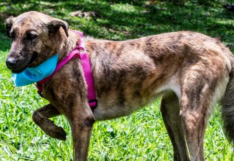 Anemia en perros: ¿Cómo tratarla?