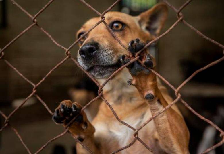 Mujer en el Catatumbo protege a 60 animales en medio del conflicto