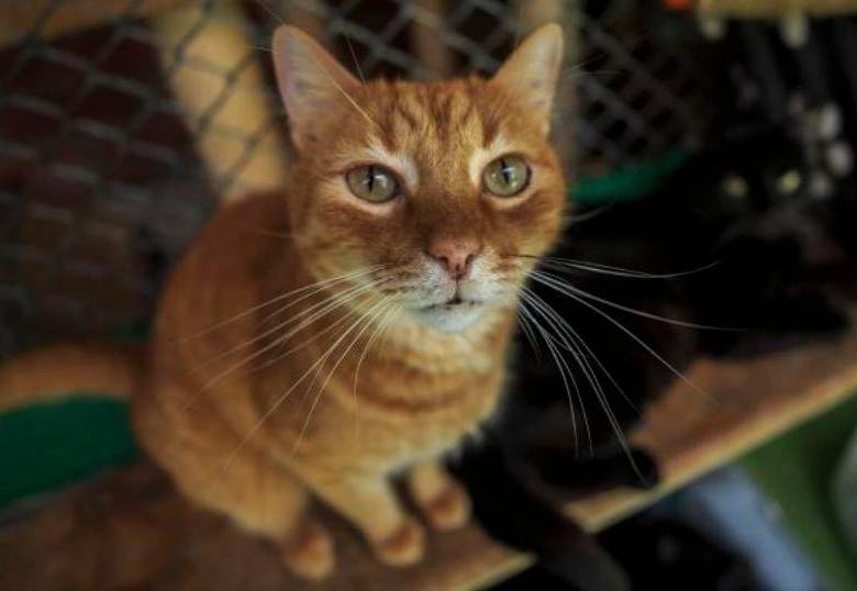 Esta es la razón por la que a los gatos les gusta que les acaricien la raíz de la cola