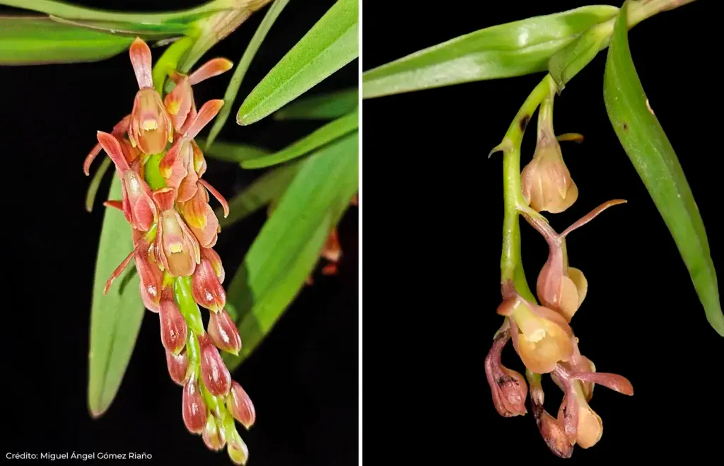 La <i>Epidendrum rasmussenii</i>, de flores rojo carmín y verde amarillento, fue hallada en la Reserva ProAves El Dorado, en la Sierra Nevada de Santa Marta.FOTO cortesía MIguel Ángel Gómez Riaño