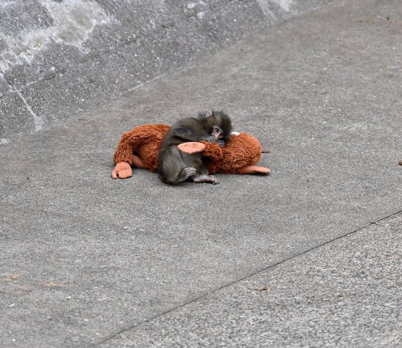 Punch, cría de macaco japonés, abraza su peluche en un zoológico de Ichikawa tras ser abandonado al nacer. FOTO: David Mareuil / Anadolu vía AFP.
