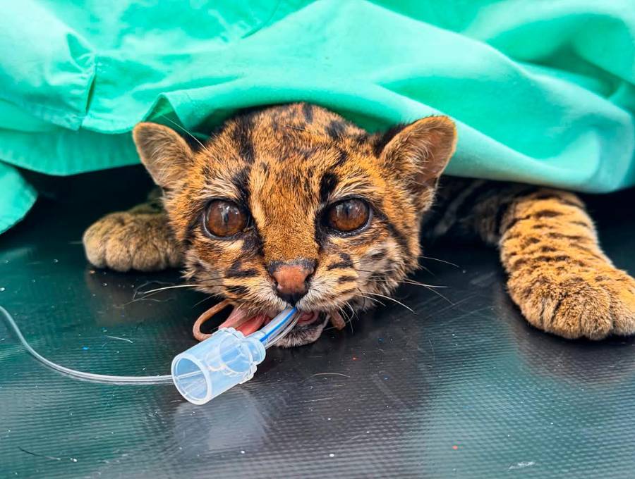 El tigrillo recibió cuidados médicos e incluso fue sometido a cirugía pero la leucemia felina lo complicó. FOTO: AMVA