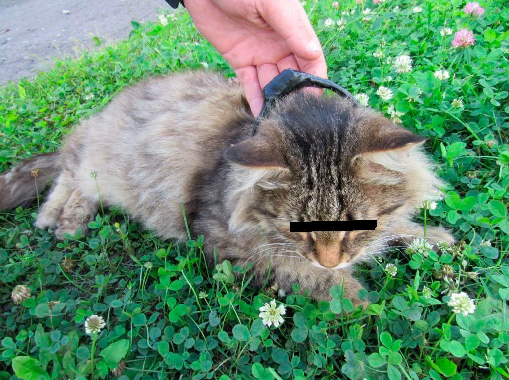 Este fue el gato con el que intentaron ingresar droga a una cárcel en Rusia. FOTO CORTESÍA