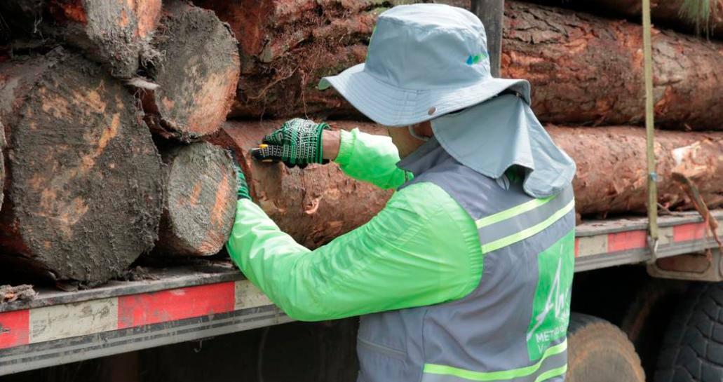 Más de 1.500 metros cúbicos de madera ilegal han sido incautados en el Valle de Aburrá entre 2023 y 2024. FOTO: CORTESÍA
