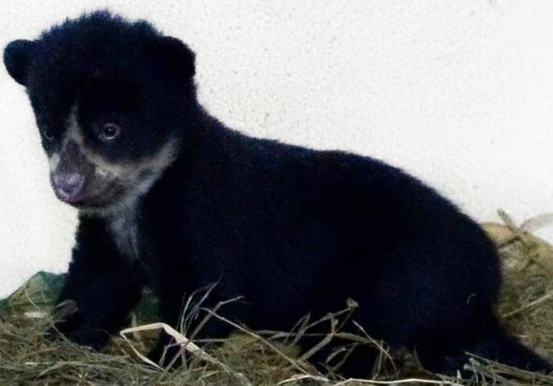 En video: así es el oso de anteojos que nació en el Parque de la Conservación de Medellín