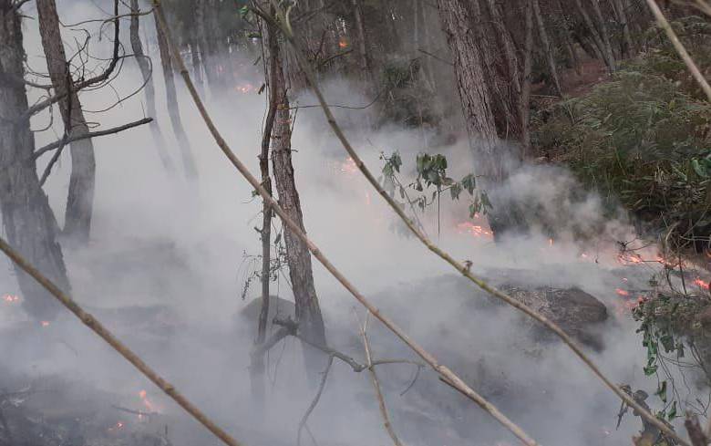Las llamas habrían sido provocadas. FOTO: BOMBEROS BELLO.