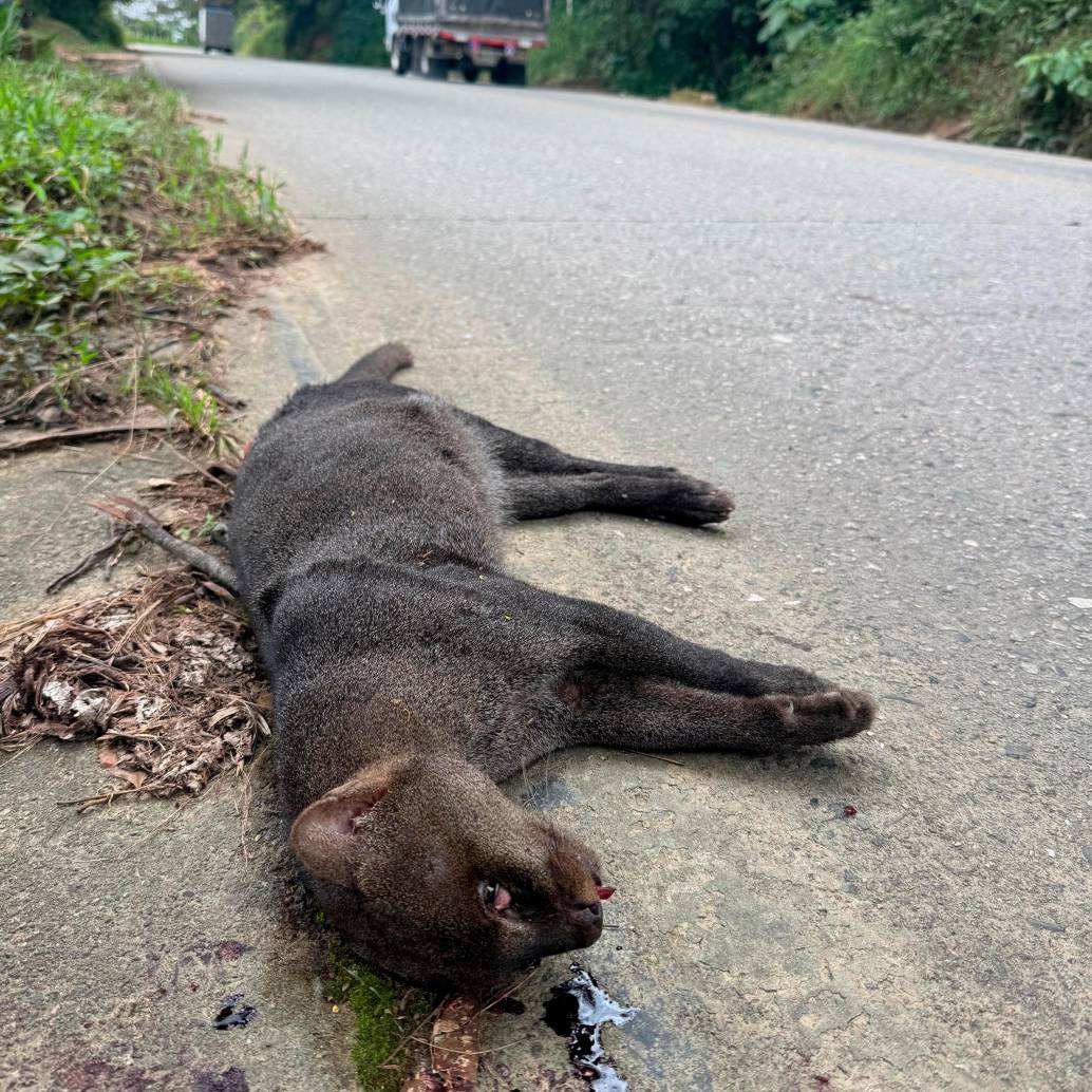 Este yaguarundí, una especie solitaria y aún misteriosa para la ciencia, fue atropellado y su cuerpo quedó desangrado a un costado de la nueva autopista al mar. FOTO: CORANTIOQUIA