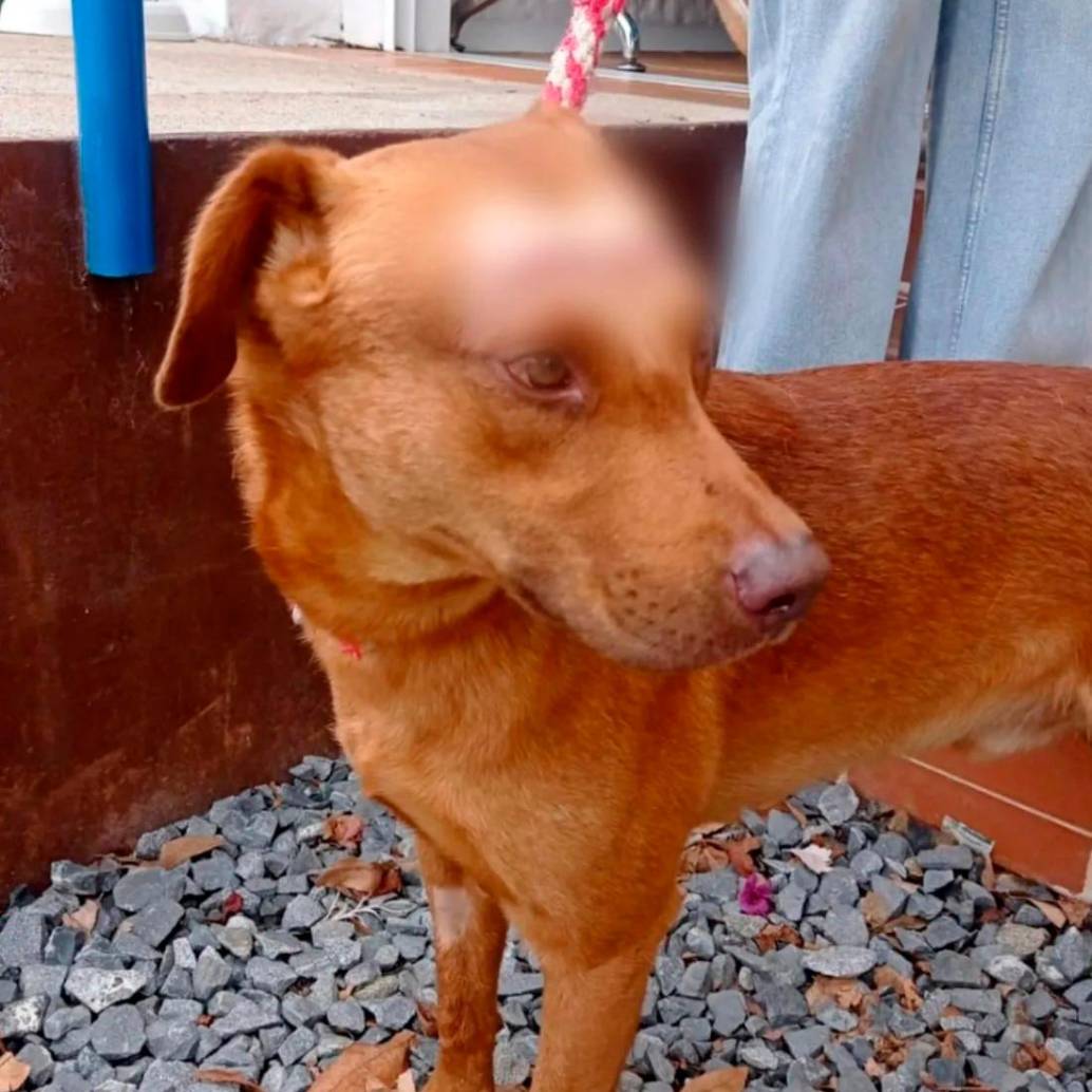 Guardián fue la víctima de este nuevo aberrante caso de maltrato animal. FOTO: CORTESÍA