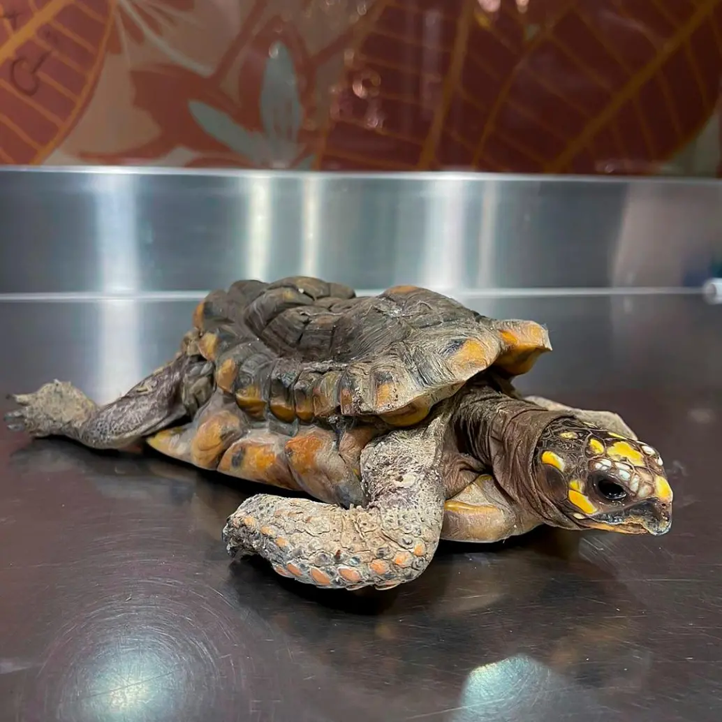 Por su mal estado, se desconoce aún si será posible salvar la vida de esta tortuga víctima de tráfico y cautiverio. FOTO: CORTESÍA ÁREA METROPOLITANA