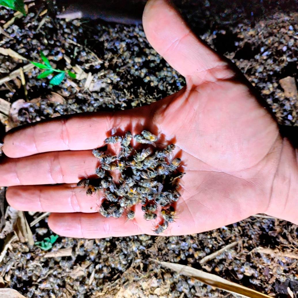 Las abejas hacían parte de un apiario que ha estado en pie desde hace seis décadas. FOTO: CORTESÍA