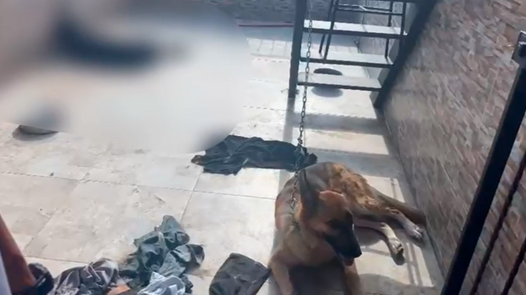 El pastor alemán y el rottweiler estaban en el mismo sitio, pero este último fue encontrado muerto. FOTO Cortesía Policía