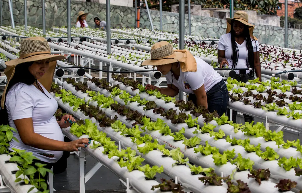 En la comuna 13 funcionan las Terrazas Verdes, una estrategia que promueve la seguridad alimentaria en hogares con jefas de hogar mujeres. La iniciativa es de líderes sociales y la apoyan empresas y la Fundación Éxito. FOTO Julio César Herrera