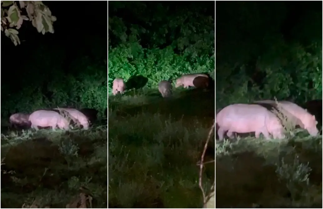 Al menos siete hipopótamos fueron avistados en los últimos días en Doradal. FOTOS Captura de video cortesía