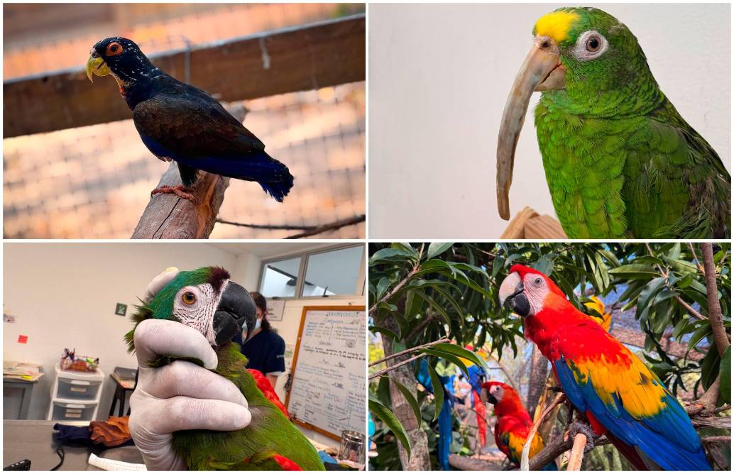 Cuando estas aves duran mucho tiempo en cautiverio no vuelven a ser nunca aptos para que los liberen en hábitats naturales. Arriba, a la derecha, se ve a la lora frentiamarilla incautada hace poco y que falleció. FOTOS Cortesía Amva