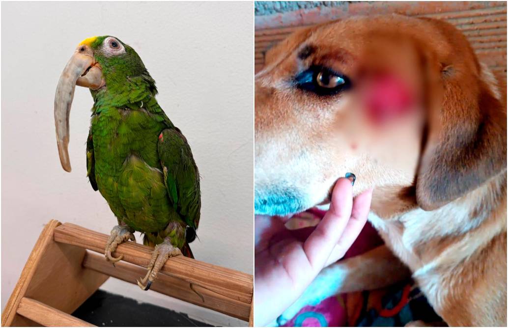 La lora frentiamarilla tiene deformidades debido al prolongado encierro y el perro fue herido con el arma blanca por un hombre que capturaron. FOTOS Cortesía Amva y Policía Antioquia