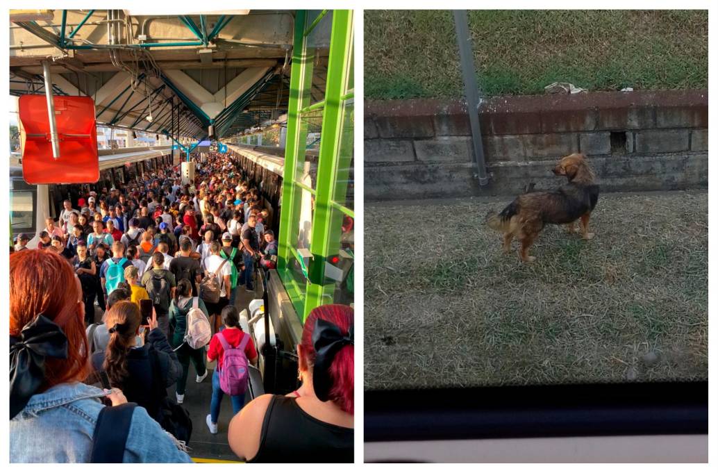 El perro estuvo entre las estaciones Acevedo y Tricentenario, según informó la empresa. FOTOS Tomadas de X 