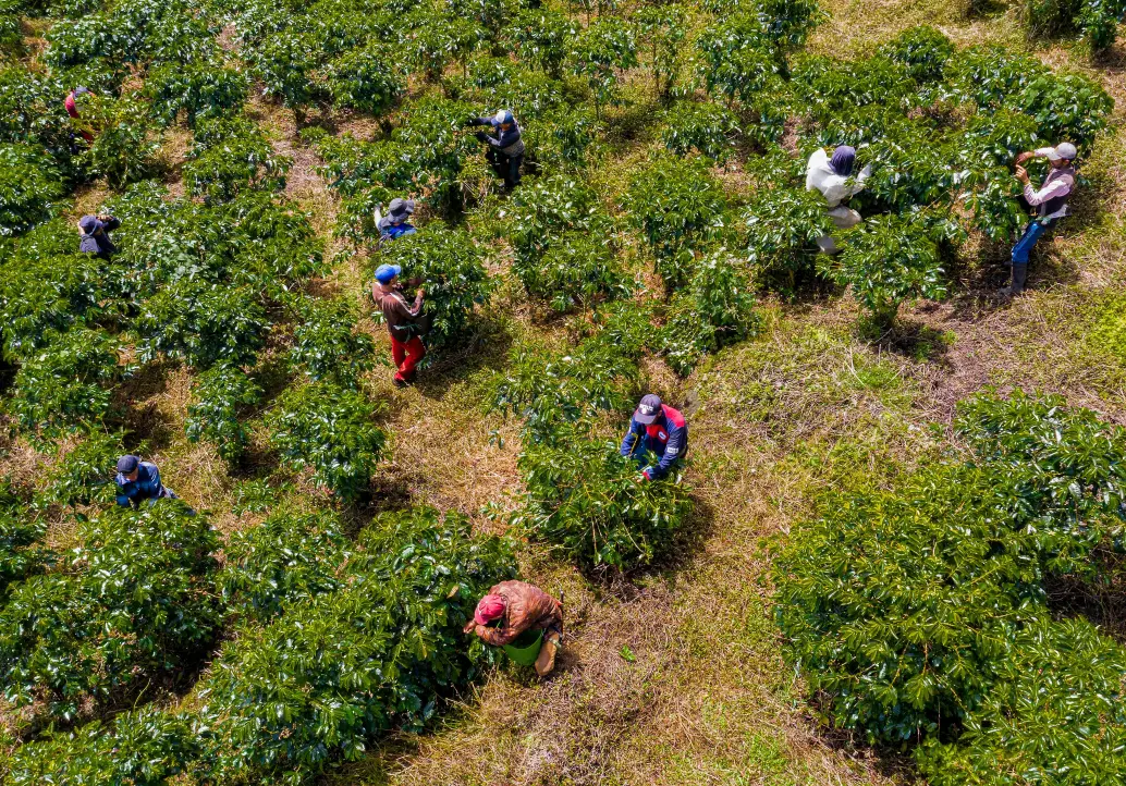 Solo en el Suroeste antioqueño se espera la llegada de 20.000 recolectores de otras zonas del país. FOTO Manuel Saldarriaga