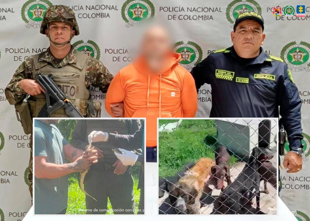 El hombre capturado es señalado de presuntamente tener más de 30 animales en precarias condiciones en un criadero ilegal. FOTOS Cortesía Fiscalía