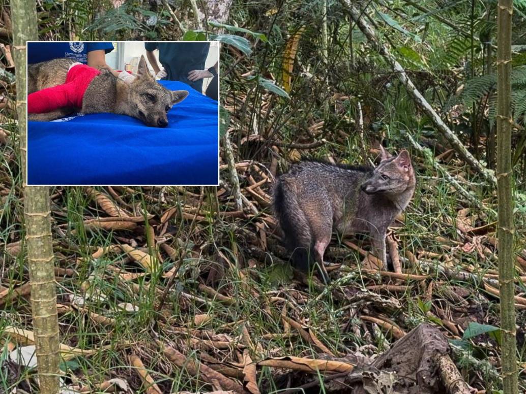 En el recuadro, su proceso de recuperación. En el fondo, su momento de liberación. FOTO: Cortesía Área Metropolitana del Valle de Aburrá