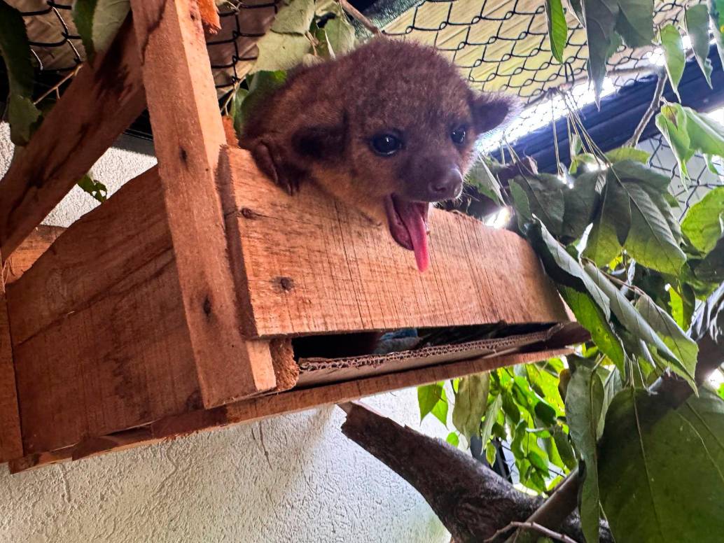De acuerdo con las autoridades, el animal rescatado es un tejón hembra. FOTOS Cortesía