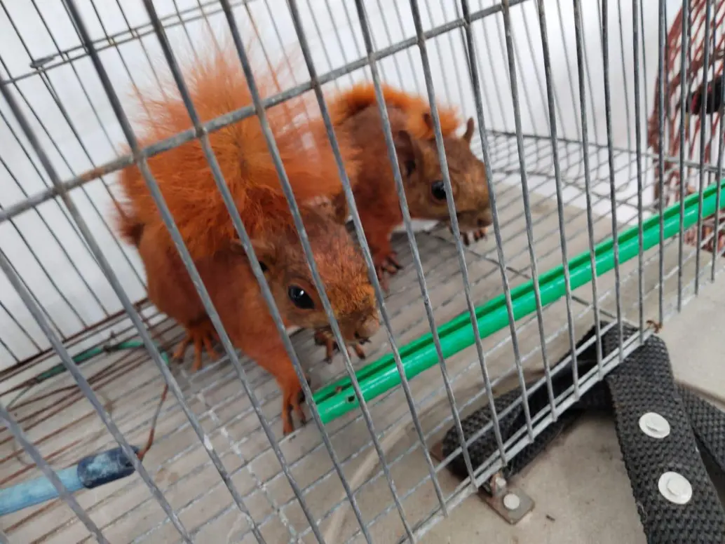 Dos ardillas en cautiverio en una vivienda del municipio de Itagüí. FOTO: Cortesía Alcaldía de Itagüí