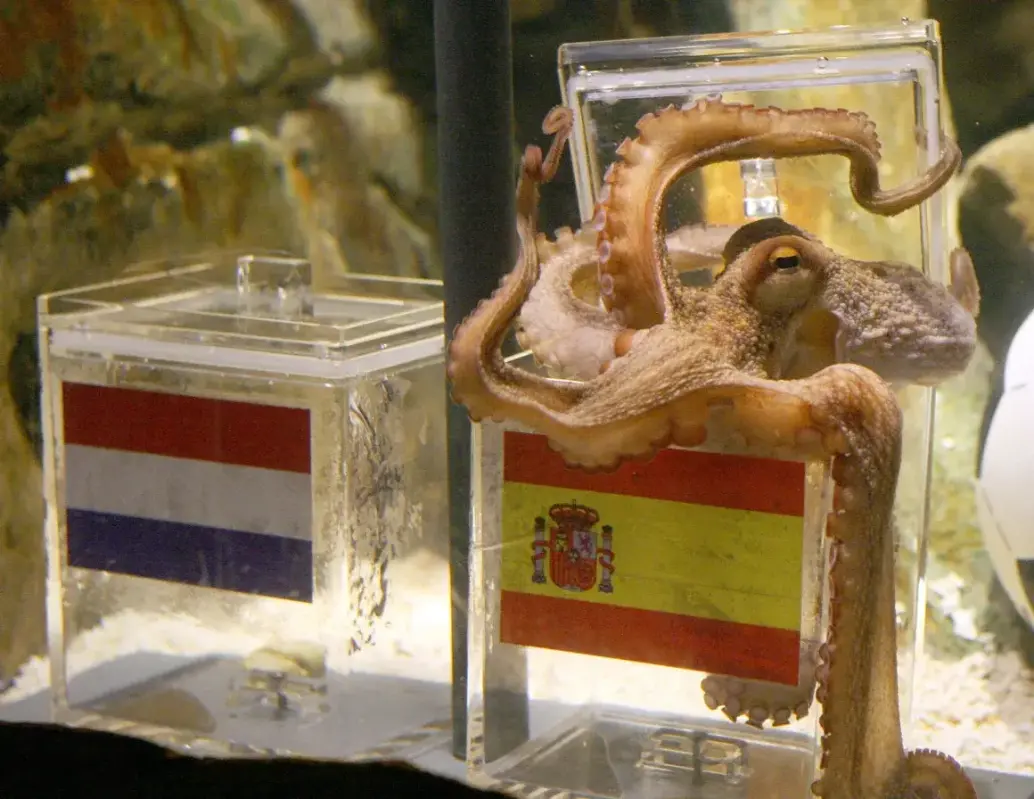 Desde 2010, animales fueron utilizados para anticipar resultados de partidos mundialistas. FOTO: AFP vía Getty Images.