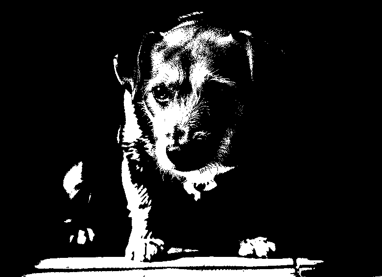 Este es el impacto de la soledad en perros