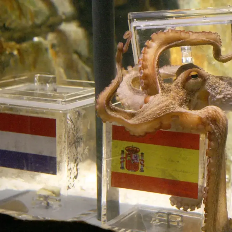 Desde 2010, animales fueron utilizados para anticipar resultados de partidos mundialistas. FOTO: AFP vía Getty Images.