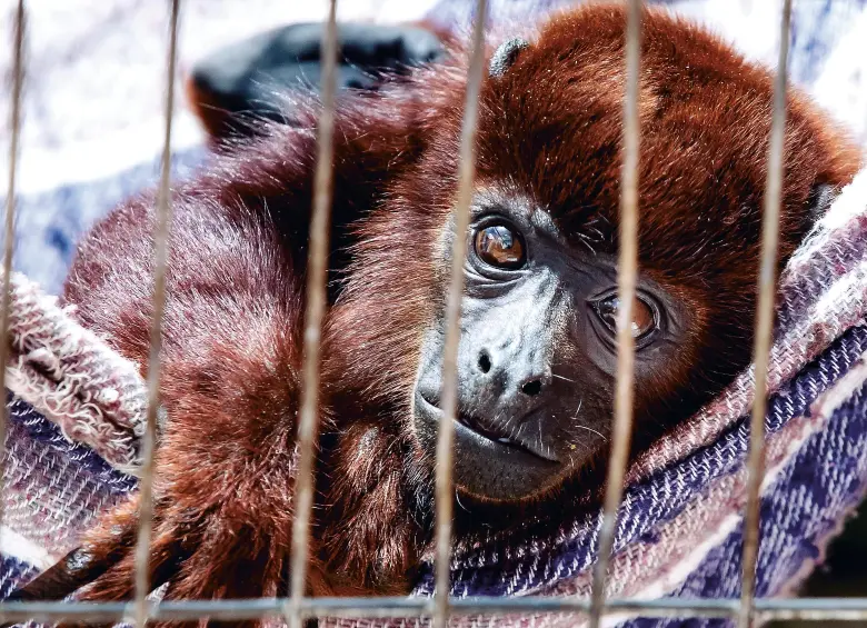 Los primates son traficados sin piedad en Antioquia y todo el país, su rehabilitación es compleja y muchas veces fallida. En la imagen un aullador rojo oriundo del Magdalena Medio. FOTO: CAMILO SUÁREZ