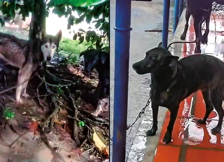 La otra cara de las emergencias por lluvias en Urabá: hasta cinco animales son abandonados cada día