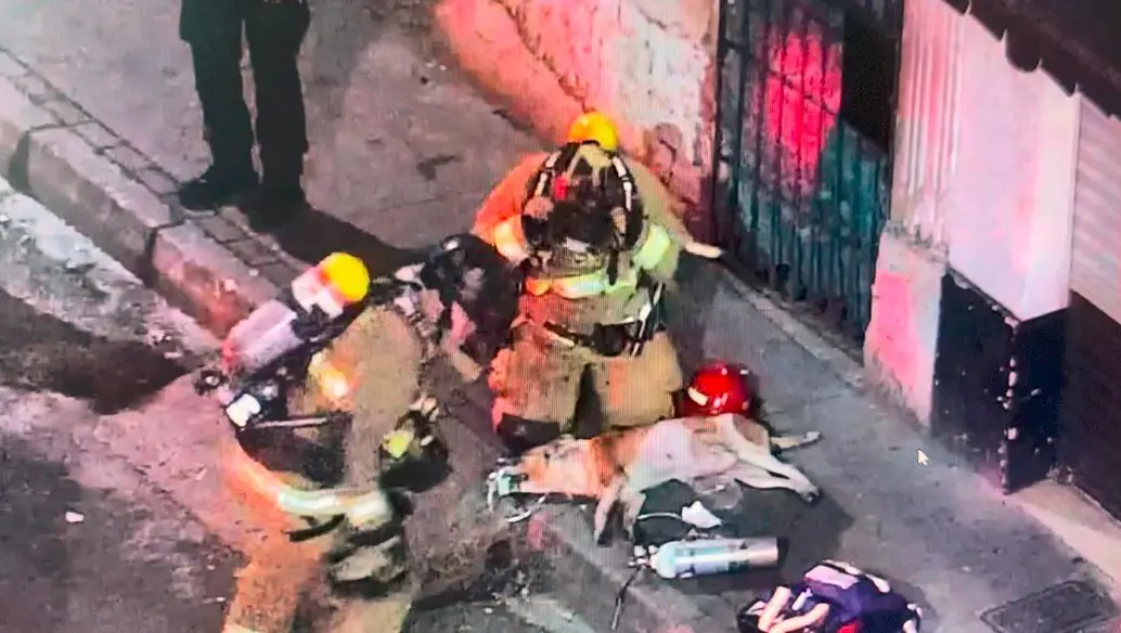Los bomberos le pusieron oxígeno al canino mediante una máscara especializada para estabilizarlo y luego le dieron alimento. FOTO: CORTESÍA - ALCALDÍA DE MEDELLÍN