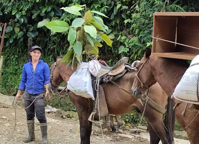 Llegada de las plántulas de melcocho a las veredas del cañón a lomo de caballo. FOTO: Cortesía