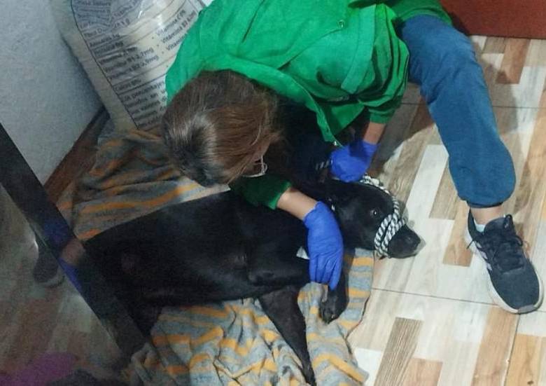 El perro Cosmo, tras ser atropellado cerca del Parque Nacional de Bogotá, fue trasladado al IDPYBA para evaluación médica y posteriormente fue sometido a una eutanasia humanitaria. FOTO: IDPYBA
