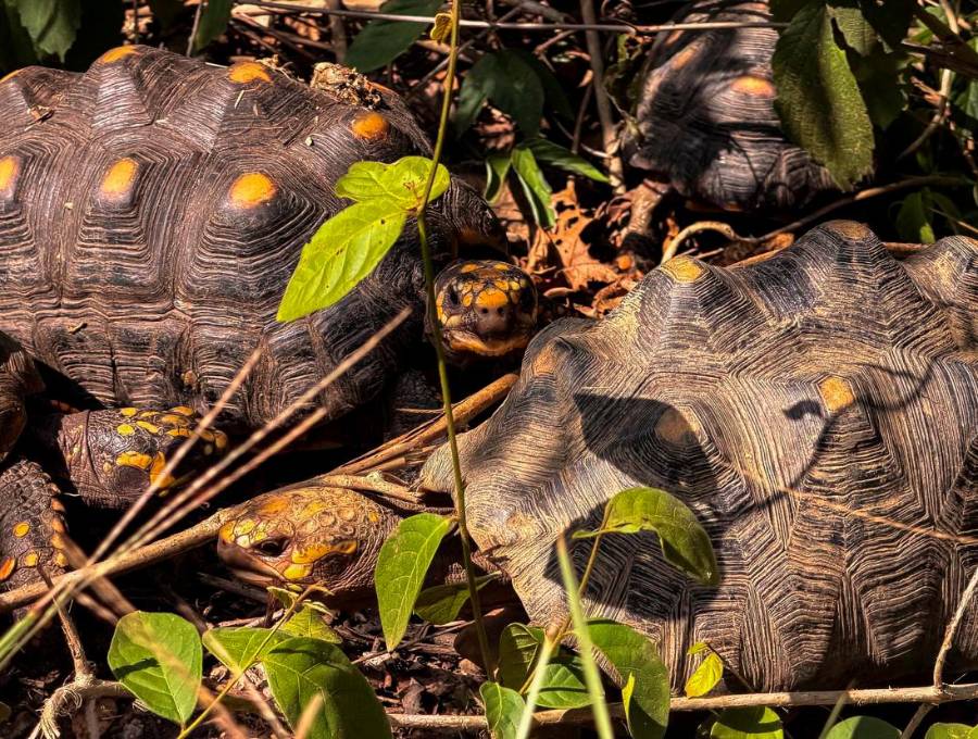 El grupo de animales liberados estaba compuesto por 20 tortugas hicoteas y 70 tortugas morrocoy, las cuales culminaron exitosamente un riguroso proceso de recuperación. FOTO CORTESÍA