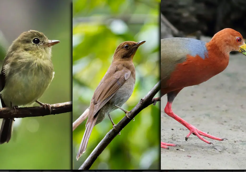 El Mosquero Crestinaranja, el Solitario Ocre y la Cotara Cuellirrufa fueron las tres especies de aves avistadas por primera vez en la historia o desde hace muchos años en Antioquia. Foto: cortesía.