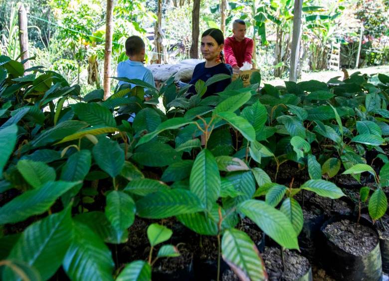 Las plántulas en el vivero pueden llegar a crecer cerca de un centímetro por año. FOTO: Julio César Herrera.