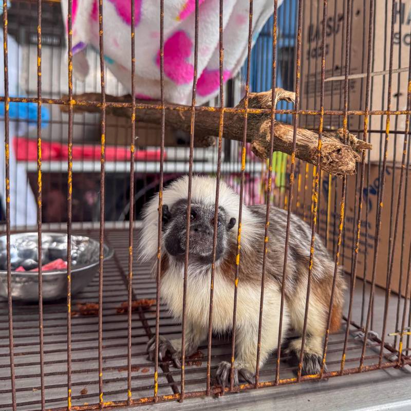 Uno de los animales salvajes entregados al Área Metropolitana tras su cautiverio. FOTO: Cortesía
