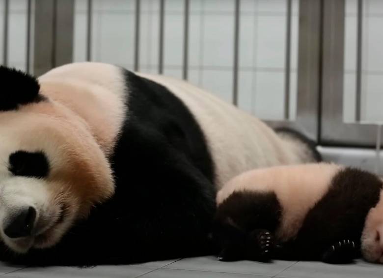 Ai Bao y Fu Bao, su primera cría. Foto cortesía Everland Resort.