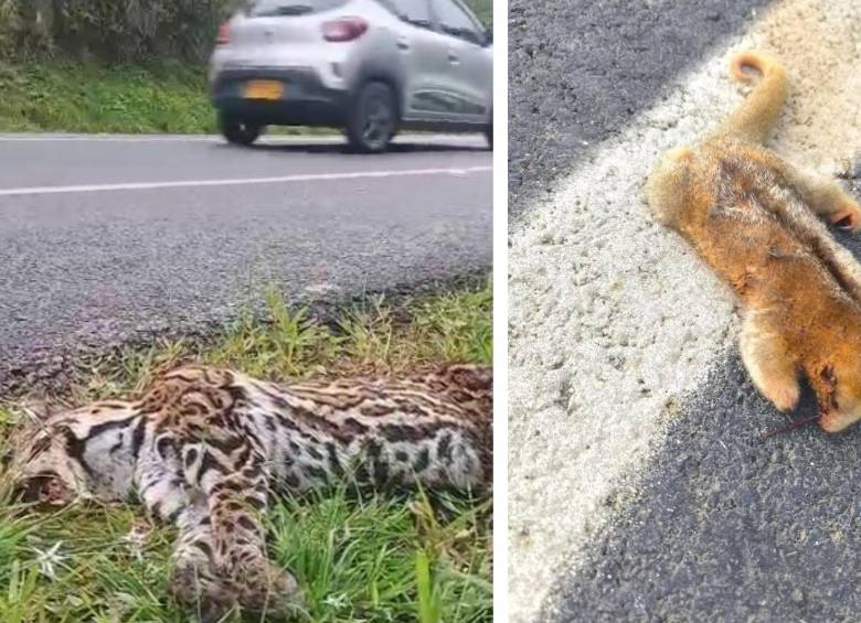 Los dos animales muertos este fin de semana sobre esta nueva vía que lleva al mar. FOTO: Cortesía Denuncias Antioquia