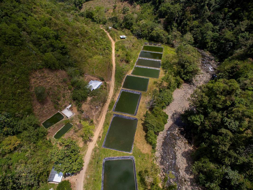 El propósito a futuro de esta propuesta piscícola es llegar a tener 60.000 peces en los 10 estanques grandes. Foto : Camilo Suárez