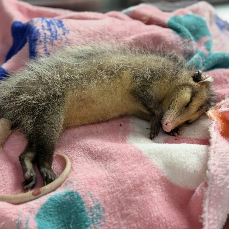 El Centro de Atención y Valoración de Fauna Silvestre de Cornare ha atendido a 135 animales silvestres que fueron atacados por gatos y perros. Foto: Jaime Pérez Munévar