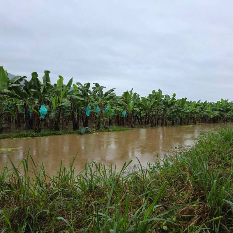 Según Asbama, este impacto pone en riesgo la competitividad del banano colombiano en mercados internacionales y compromete la estabilidad financiera de los productores locales. Foto: Cortesía