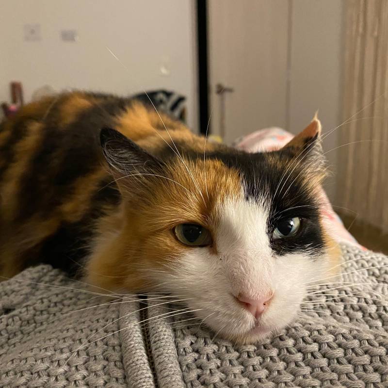 Filomena fue adoptada en medio de la pandemia, murió semanas atrás. Foto: Cortesía
